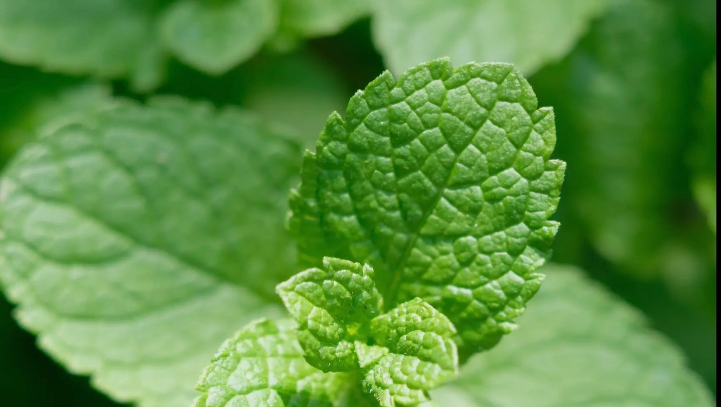 A Herb Growing Kit - Basil, Chives, Mint available to buy from Fig and Rose Home.