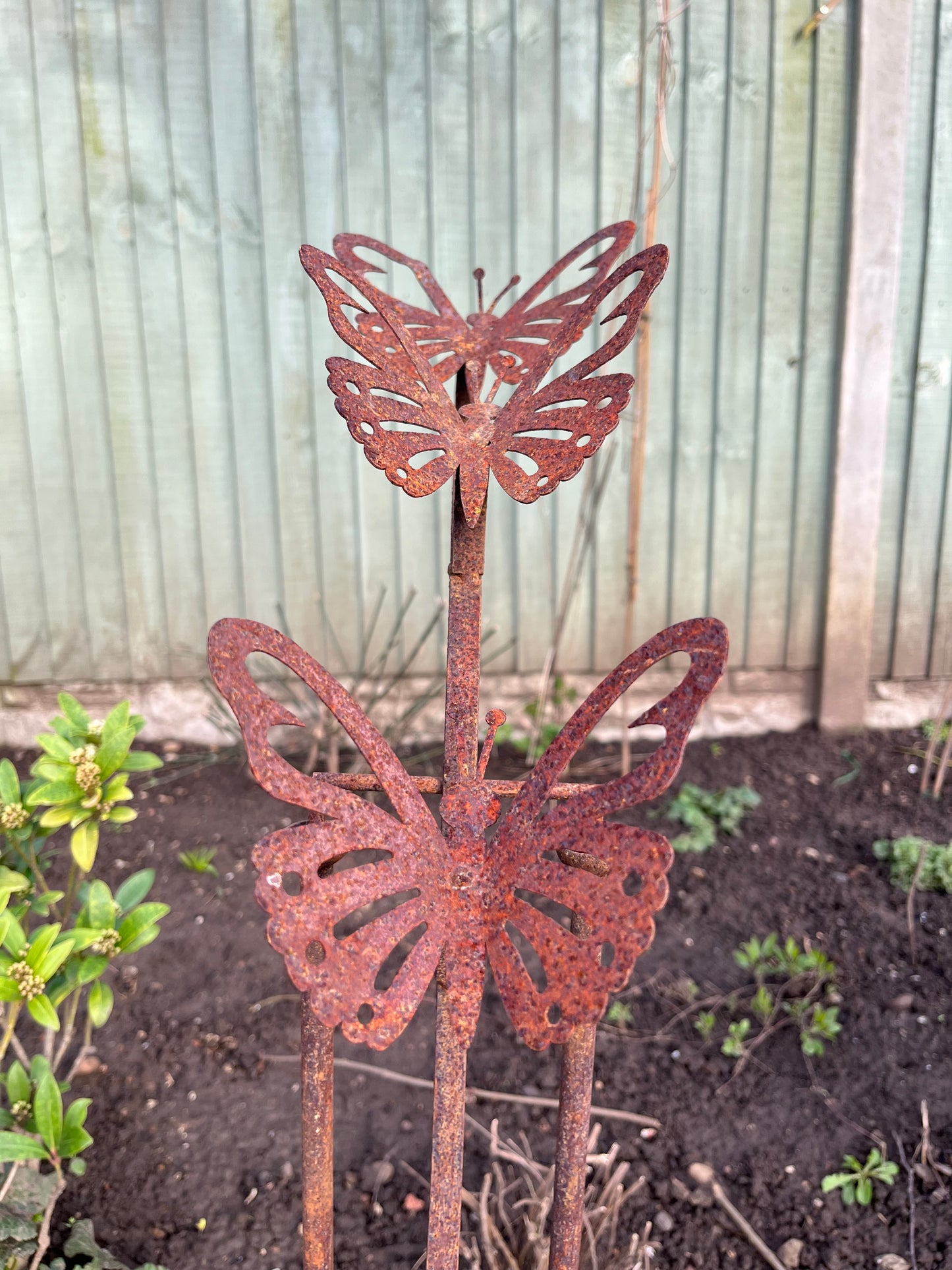 Balancing Butterflies from Fig and Rose