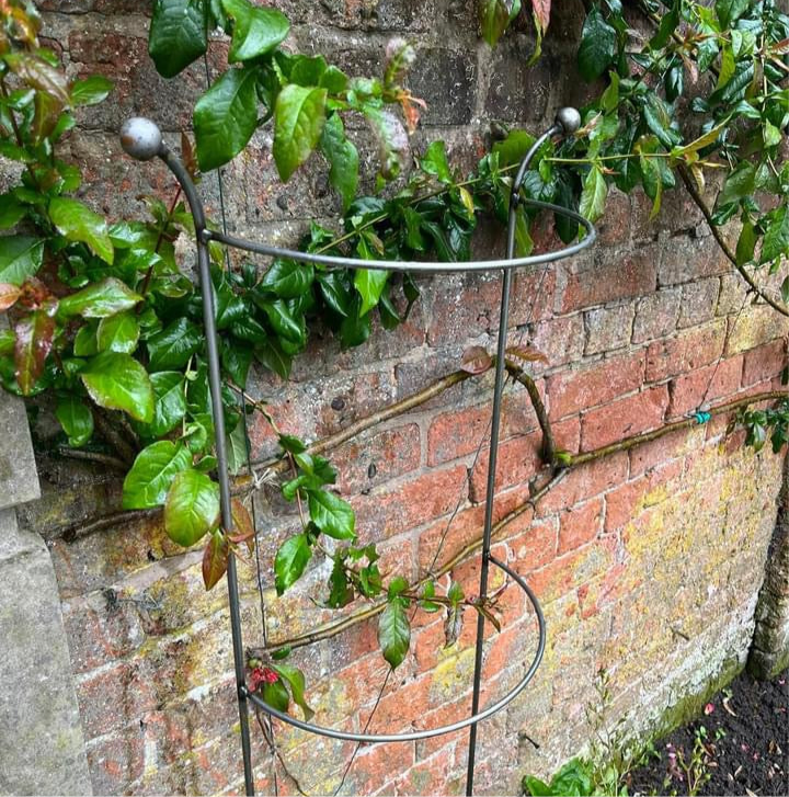 plant supports for climbers