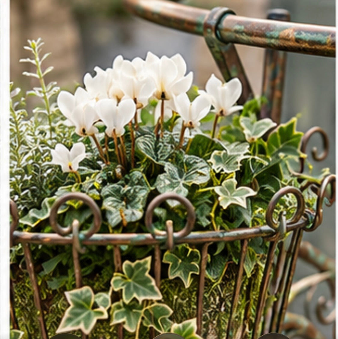 Full Size Bike Planter for the Garden
