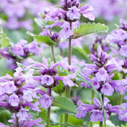 A Grow Your Own Plants for Cats Kit available to buy from Fig and Rose Home.