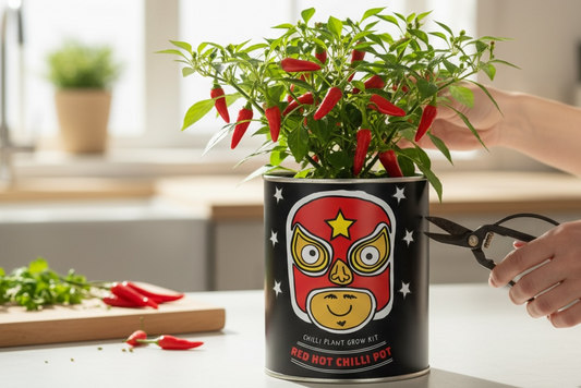 A Chili Pepper Growing Kit available to buy from Fig and Rose Home.