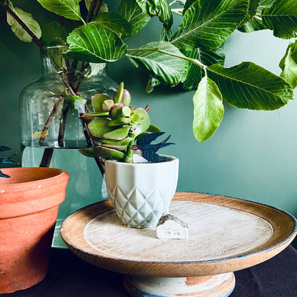 A Swallow Plant Pot Companions available to buy from Fig and Rose Home.