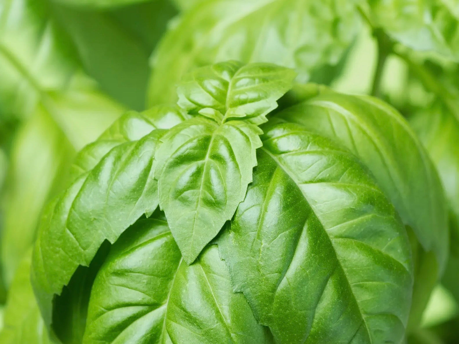 A Herb Growing Kit - Basil, Chives, Mint available to buy from Fig and Rose Home.