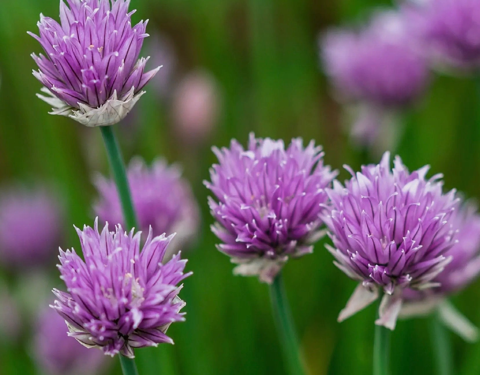 A Herb Growing Kit - Basil, Chives, Mint available to buy from Fig and Rose Home.