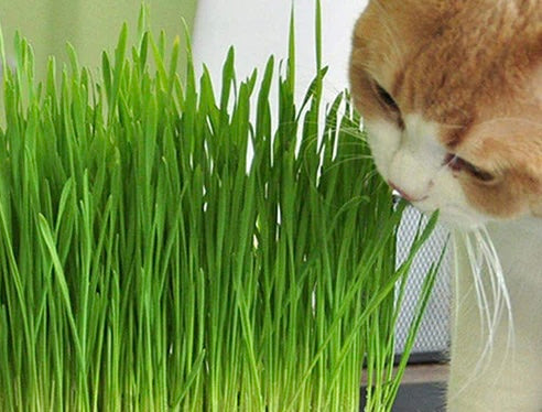 A Grow Your Own Plants for Cats Kit available to buy from Fig and Rose Home.