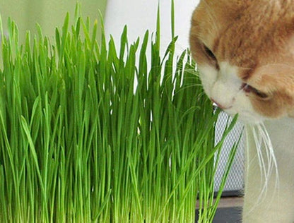 A Grow Your Own Plants for Cats Kit available to buy from Fig and Rose Home.