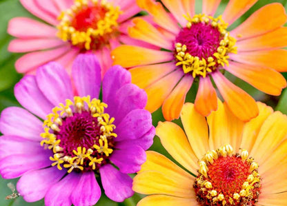 A Grow Your Own Flowers Kit available to buy from Fig and Rose Home.