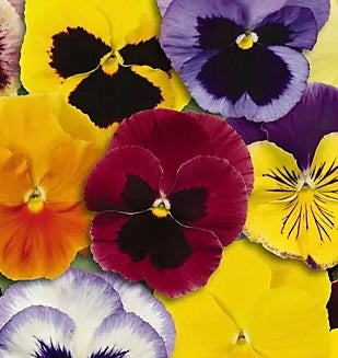 A Grow Your Own Flowers Kit available to buy from Fig and Rose Home.