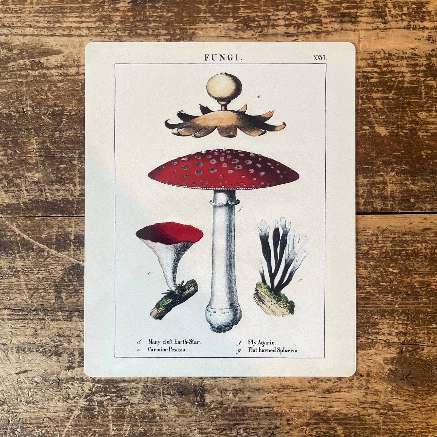 A Vintage Mushrooms Metal Sign available to buy from Fig and Rose Home.