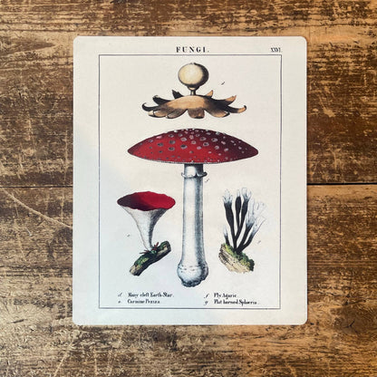 A Vintage Mushrooms Metal Sign available to buy from Fig and Rose Home.