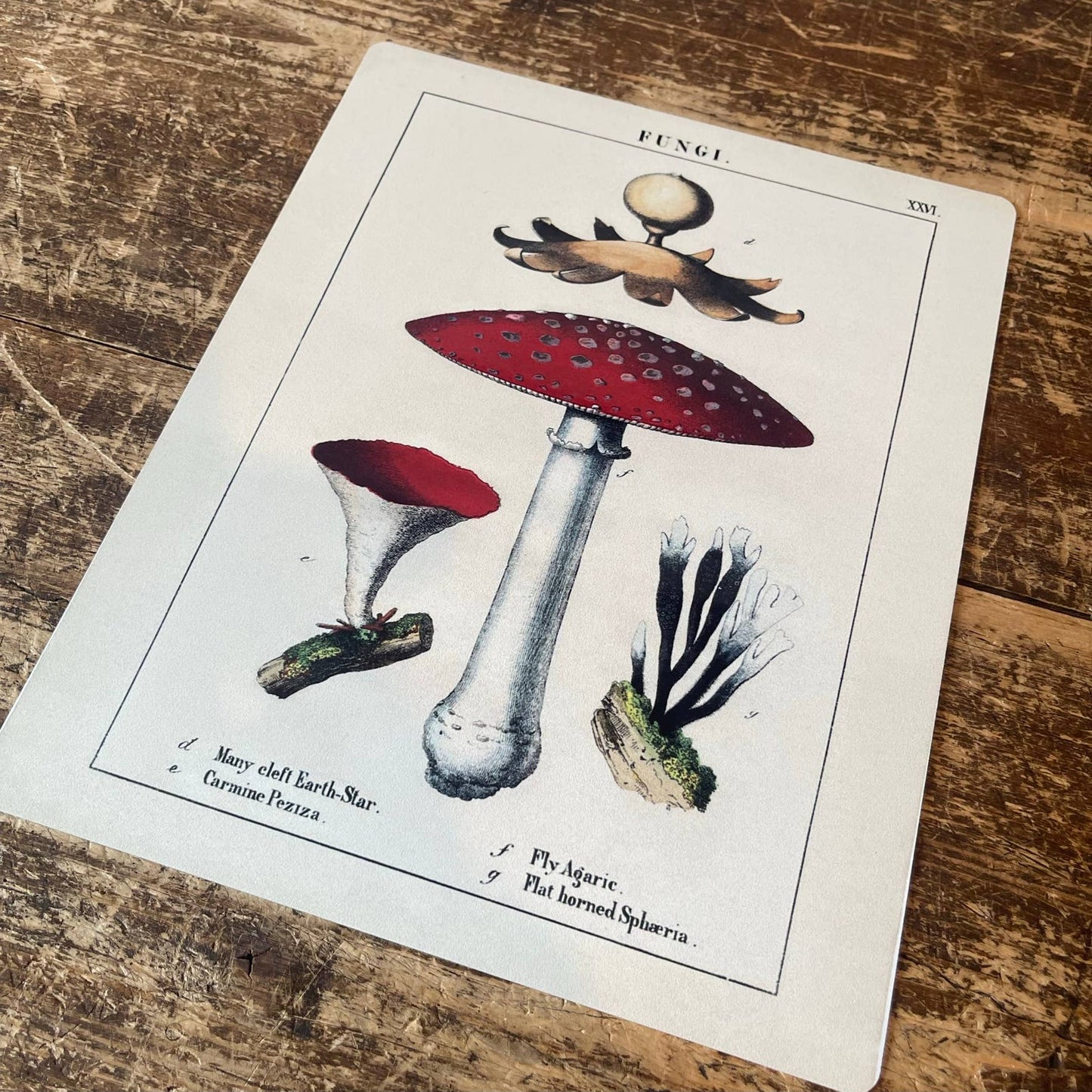 A Vintage Mushrooms Metal Sign available to buy from Fig and Rose Home.