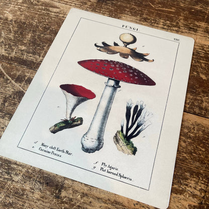 A Vintage Mushrooms Metal Sign available to buy from Fig and Rose Home.