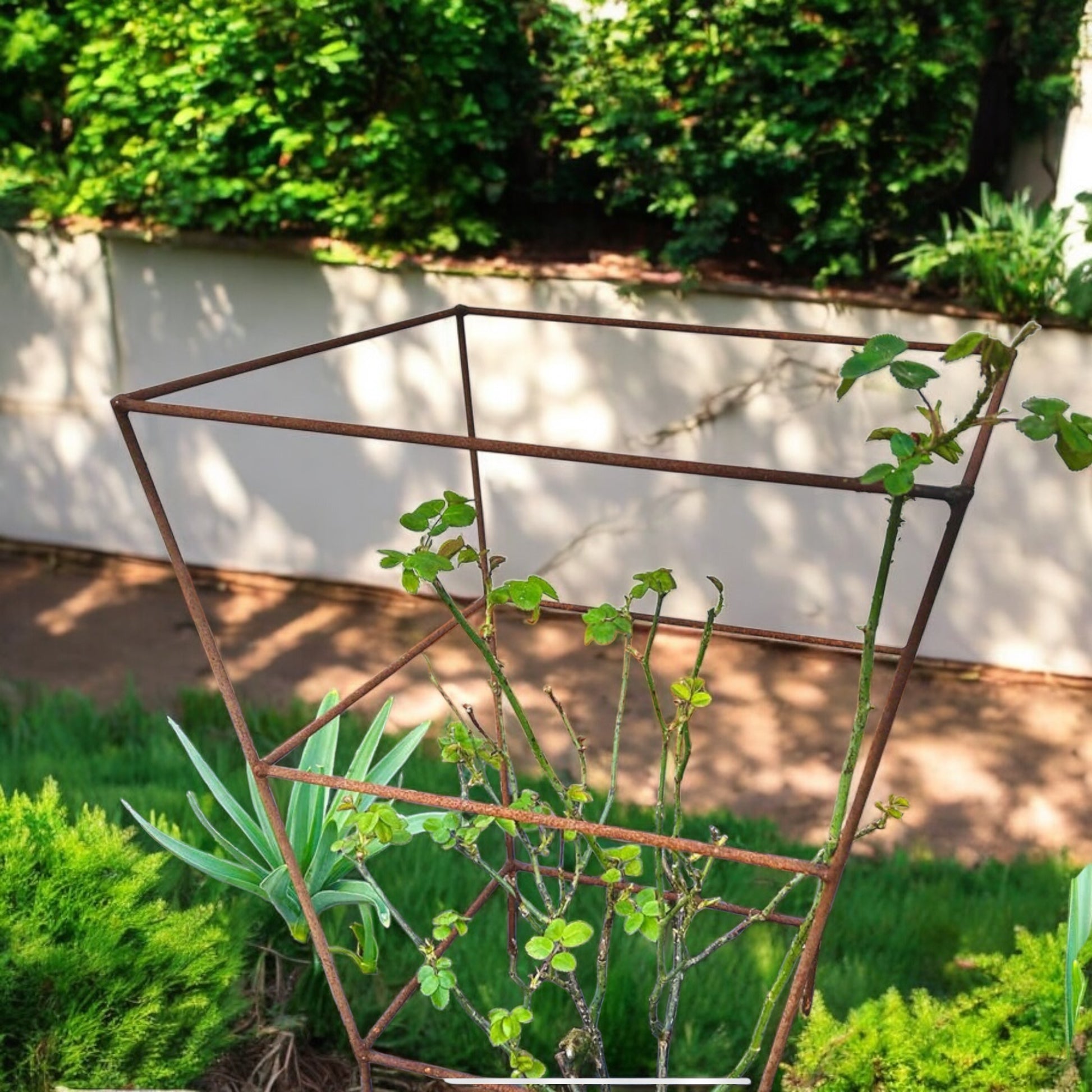 Square Peony Plant Supports from Fig and Rose.