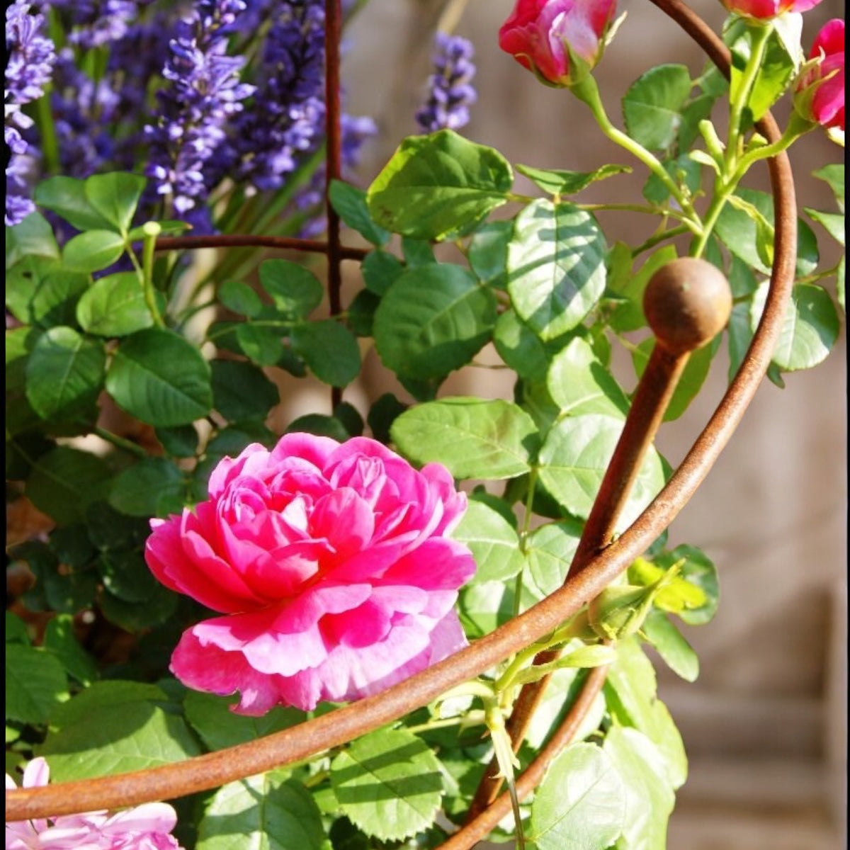 Round Peony Support Cage from Fig and Rose.