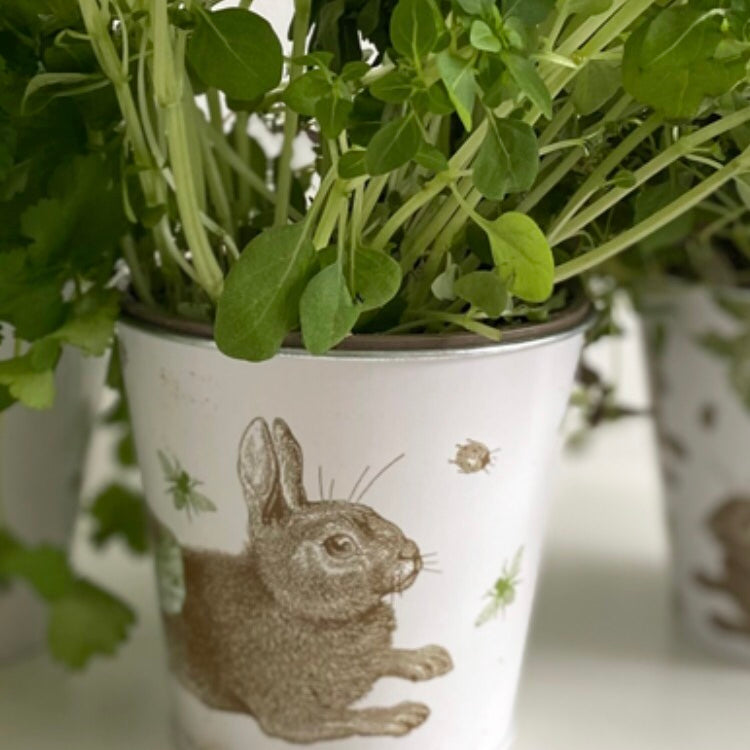 Thornback & Peel | Rabbit & Cabbage | Herb Pots - Set of three
